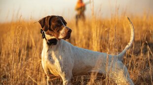 Garmini koera seadmete ettevalmistamine jahihooajaks