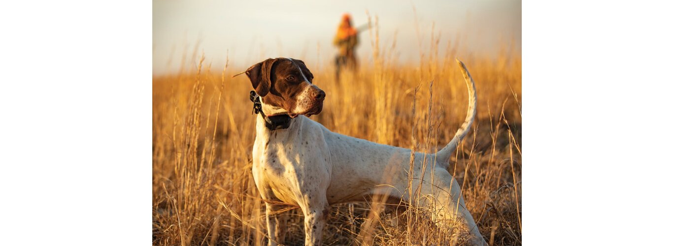 Garmini koera seadmete ettevalmistamine jahihooajaks
