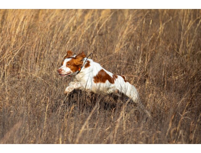 Koera j&auml;lgimisseade Alpha LTE